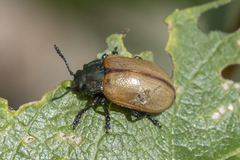 Chrysomela crotchi