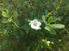 Bourreria cassinifolia
