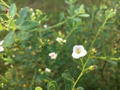 Bourreria cassinifolia