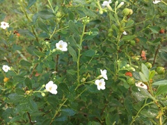 Bourreria cassinifolia