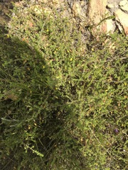 Aspalathus retroflexa