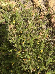 Aspalathus retroflexa