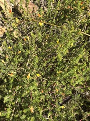 Aspalathus retroflexa