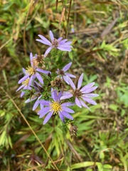 Eurybia surculosa