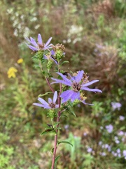 Eurybia surculosa