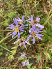 Eurybia surculosa
