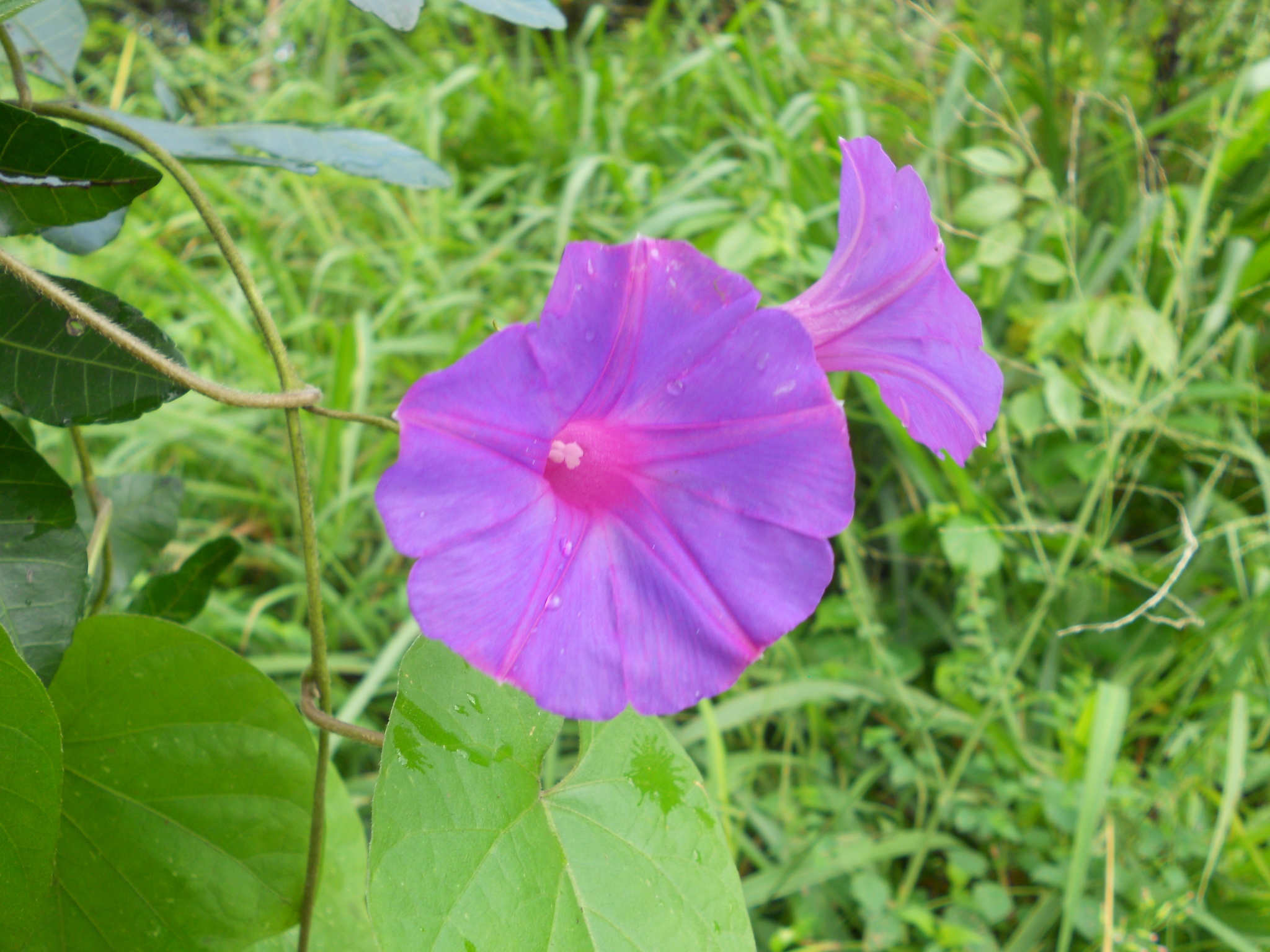 Ipomoea indica