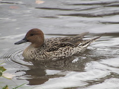 Anas acuta
