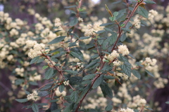 Pomaderris prunifolia