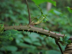 Rubus bartonii