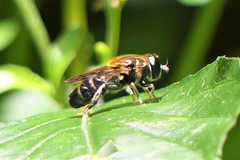 Eumerus rufoscutellatus