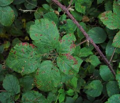Rubus bartonii