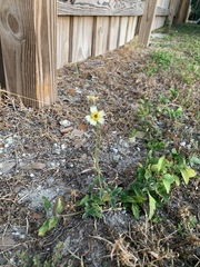 Tridax procumbens image