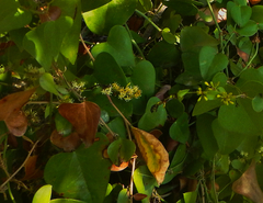 Smilax excelsa
