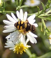 Eristalis transversa