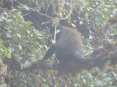 Allochrocebus lhoesti