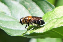 Eumerus rufoscutellatus