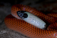 Drepanoides anomalus