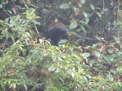 Allochrocebus lhoesti