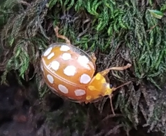 Halyzia sedecimguttata