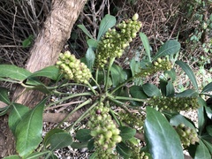 Cussonia thyrsiflora