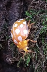 Halyzia sedecimguttata