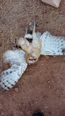Tyto alba tuidara