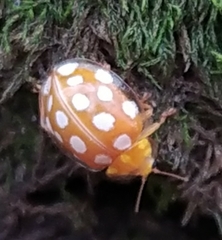 Halyzia sedecimguttata