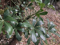 Cussonia thyrsiflora