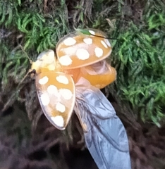 Halyzia sedecimguttata