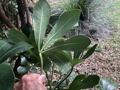 Cussonia thyrsiflora