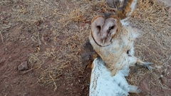 Tyto alba tuidara