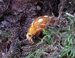 Halyzia sedecimguttata