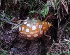 Halyzia sedecimguttata