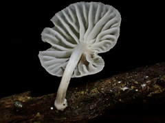 Marasmiellus dendroegrus