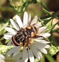 Palpada furcata
