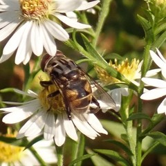 Palpada furcata