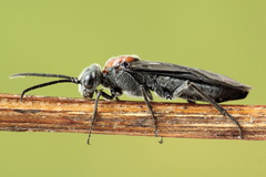 Dolerus vulneratus