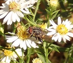 Palpada furcata