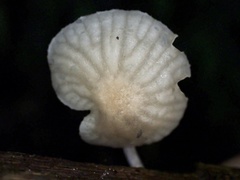 Marasmiellus dendroegrus