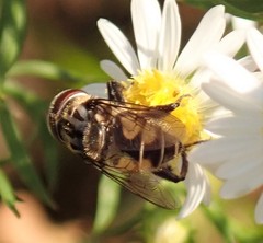 Palpada furcata