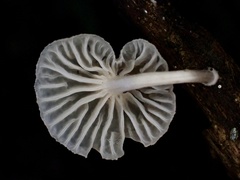 Marasmiellus dendroegrus