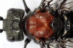 Dolerus vulneratus