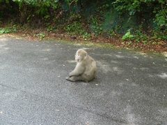 Macaca fuscata yakui