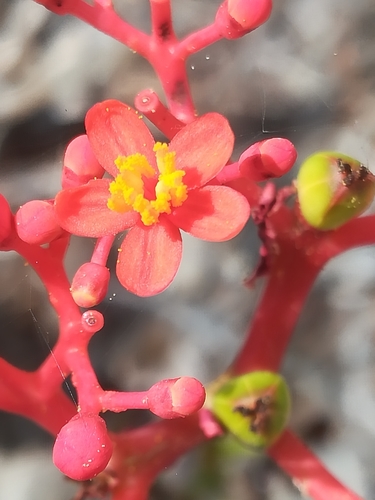 Jatropha podagrica