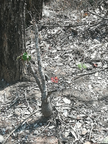 Jatropha podagrica
