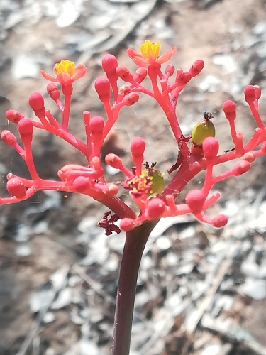 Jatropha podagrica