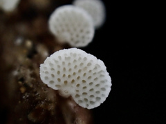 Favolaschia fujisanensis