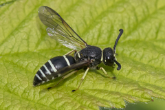 Euodynerus planitarsis