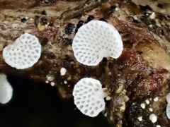 Favolaschia fujisanensis